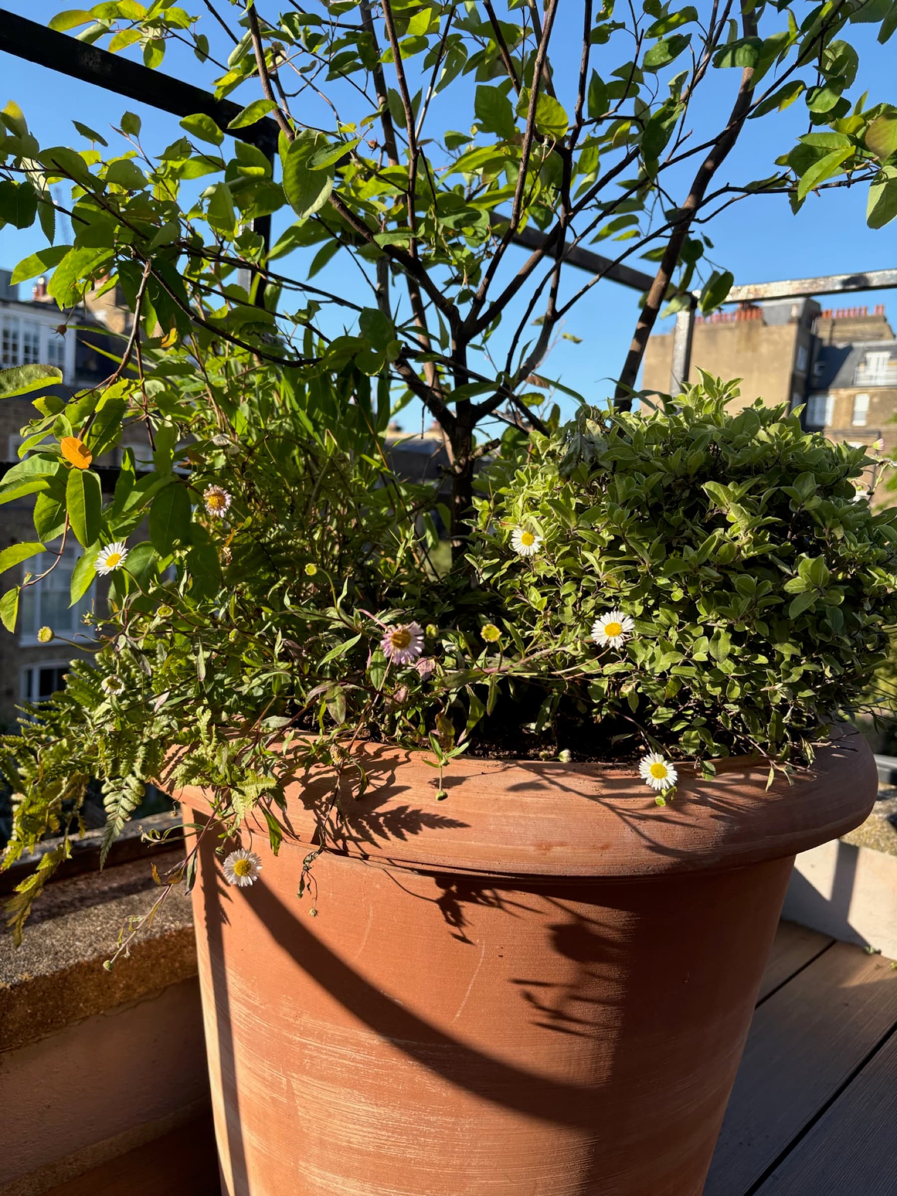 West London Roof Terrace, image 4