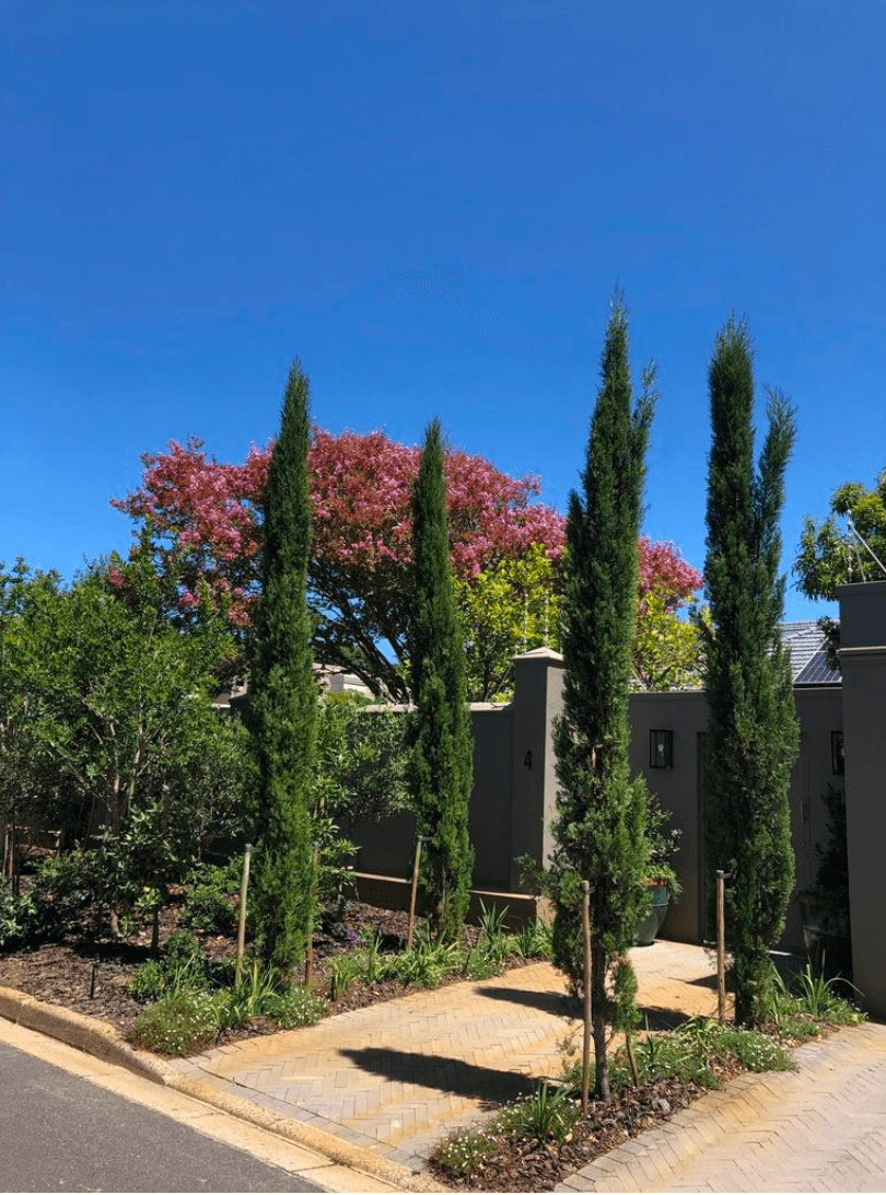 South African Gardens, image 3