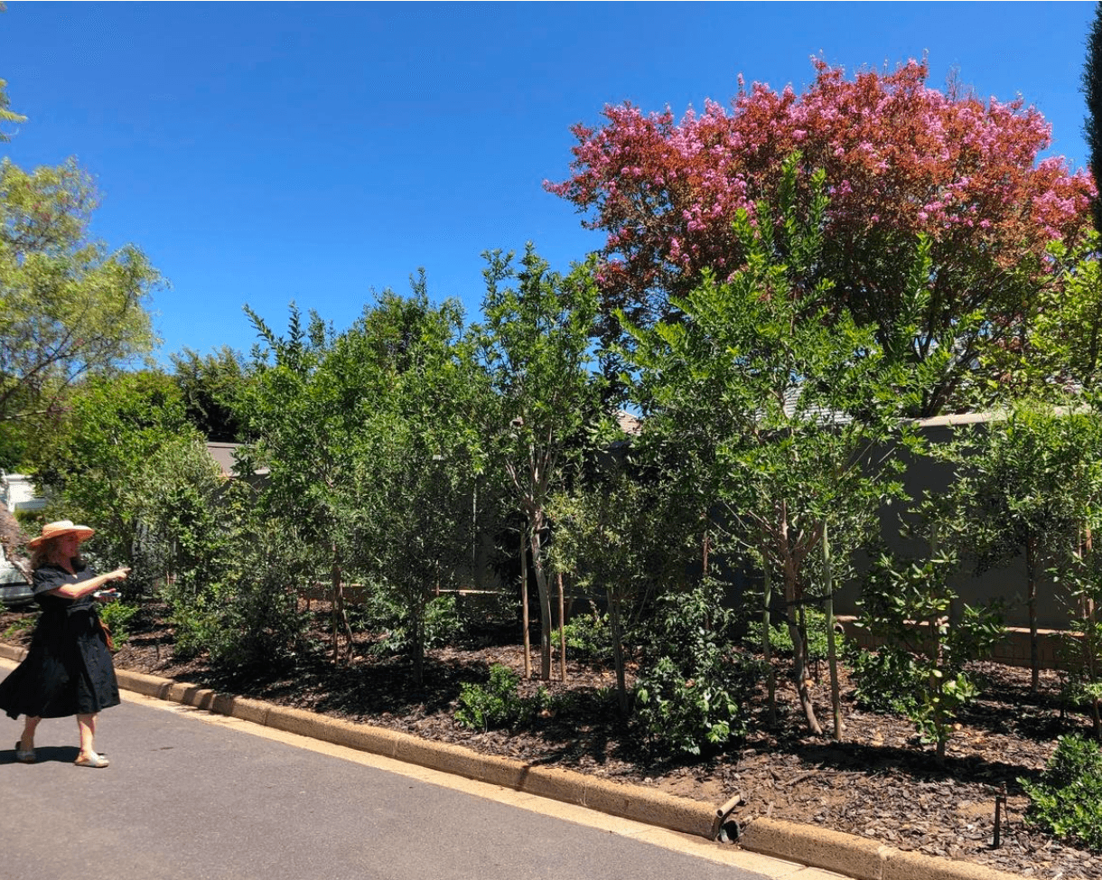 South African Gardens, image 5